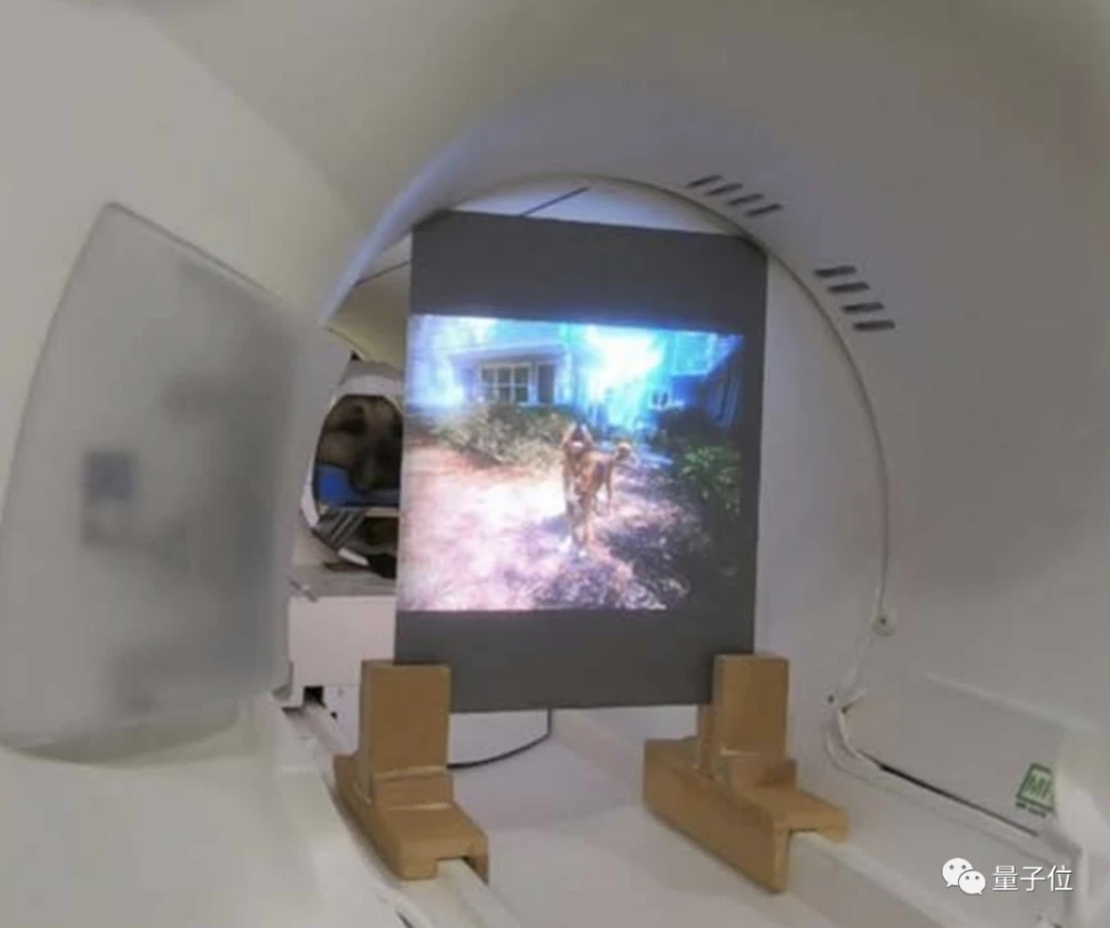 科学家已经使用机器学习来发现狗在家里想什么